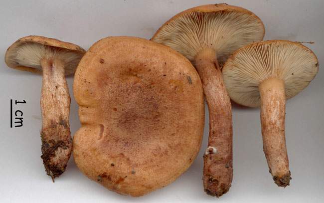 Lactarius quietus